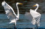 الخيانة الزوجية في عالم الطيور Birds