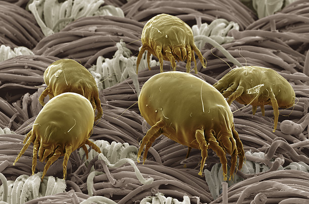 معجزة نفض الفراش قبل النوم  Dust-mite