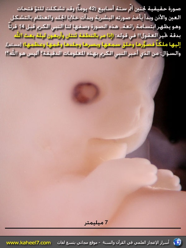  صورة وحديث: ابتسامة رائعة لجنين عمره 42 يوماً  Fetus-42