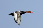   	            Red-crested-pochard--_DSD2135