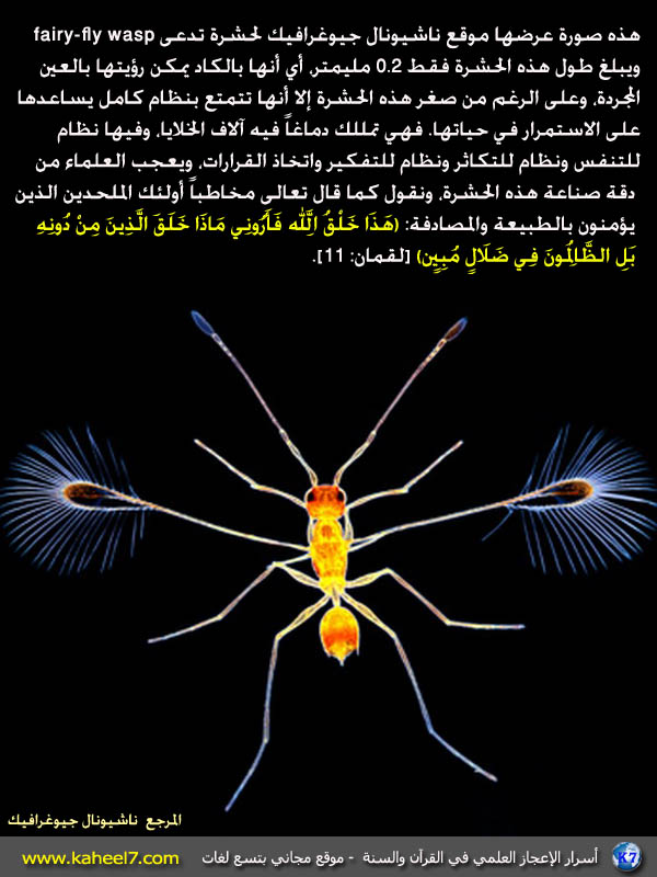 صورة وآية :من أصغر الحشرات في العالم  Smallest%20insect(1)