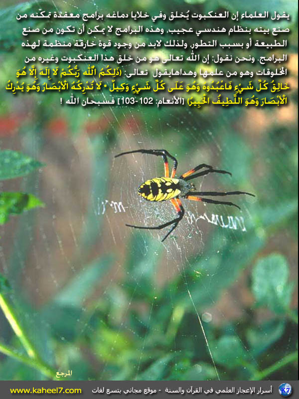 ـ[ صورة وآية: العنكبوت مهندس بارع ]ـ Spider(1)