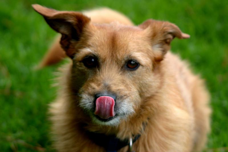 Dog breeding is forbidden according to a prophetic order, why? K9_Dog_tongue_out_173204951_std