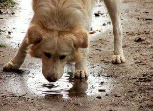 Dog breeding is forbidden according to a prophetic order, why? Dog-drinking-water-puddle-by-costi