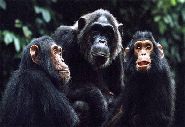  القرود أمم أمثالنا...  Chimp-fifi-babies