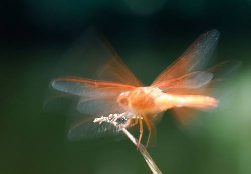 Dragonflies Use Movement as Camouflage  Dragonfly-2