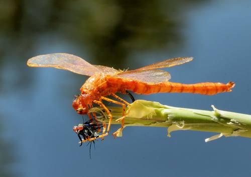 Dragonflies Use Movement as Camouflage  Dragonfly-3