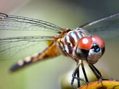 Dragonflies Use Movement as Camouflage Dragonfly-4