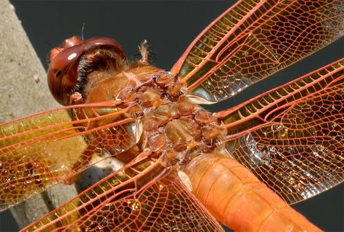 Dragonflies Use Movement as Camouflage Dragonfly-6