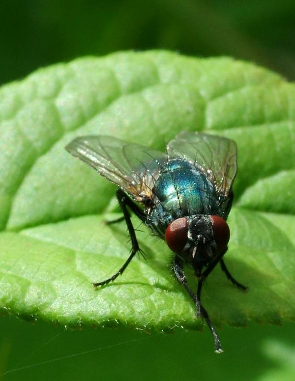 الاعجاز في الطبيعة-من عجائب الحشرات Fly_wonder