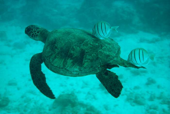 Who guides this sea turtle? Movement-ecology