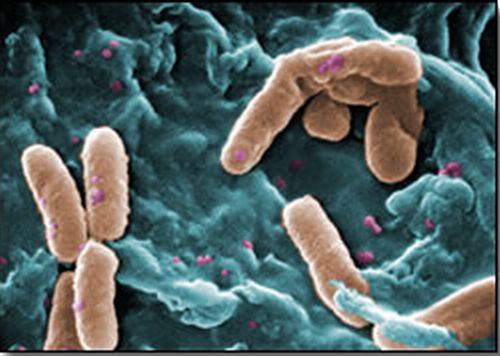 150 نوعاً من الجراثيم على راحة اليد Pseudomonas_141