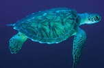 Who guides this sea turtle? Turtles_1