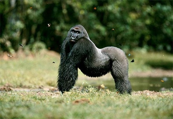  القرود أمم أمثالنا...  Western-lowland-gorilla-posing