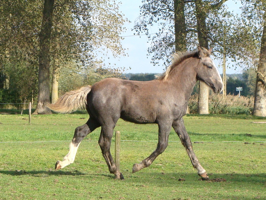 en kruising waar bij de vader een Vlaams paard is noemt men een Vlampher 2603149_orig