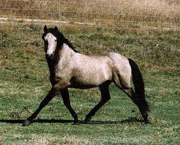 citation - Citation et photo de cheval(photos,différentes races) Barbe_isabelle_trotte