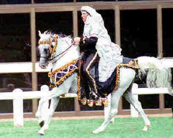 Citation et photo de cheval(photos,différentes races) Barbe_monte