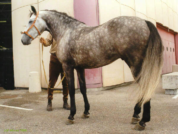 On ne renonce jamais aux chevaux(photo,vidéo)+LE PUR-SANG-LUSITANIEN Lusitanien_grand_gris