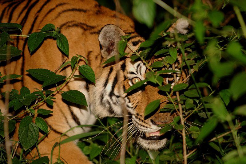 Cómo cocinar un gato a la cacerola - Página 2 Angry_tiger