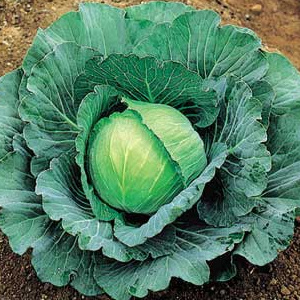 المزروعات في قطنا من أشجار مثمرة و خضروات و أزهار و غيرها GreenCabbage.330225125_std