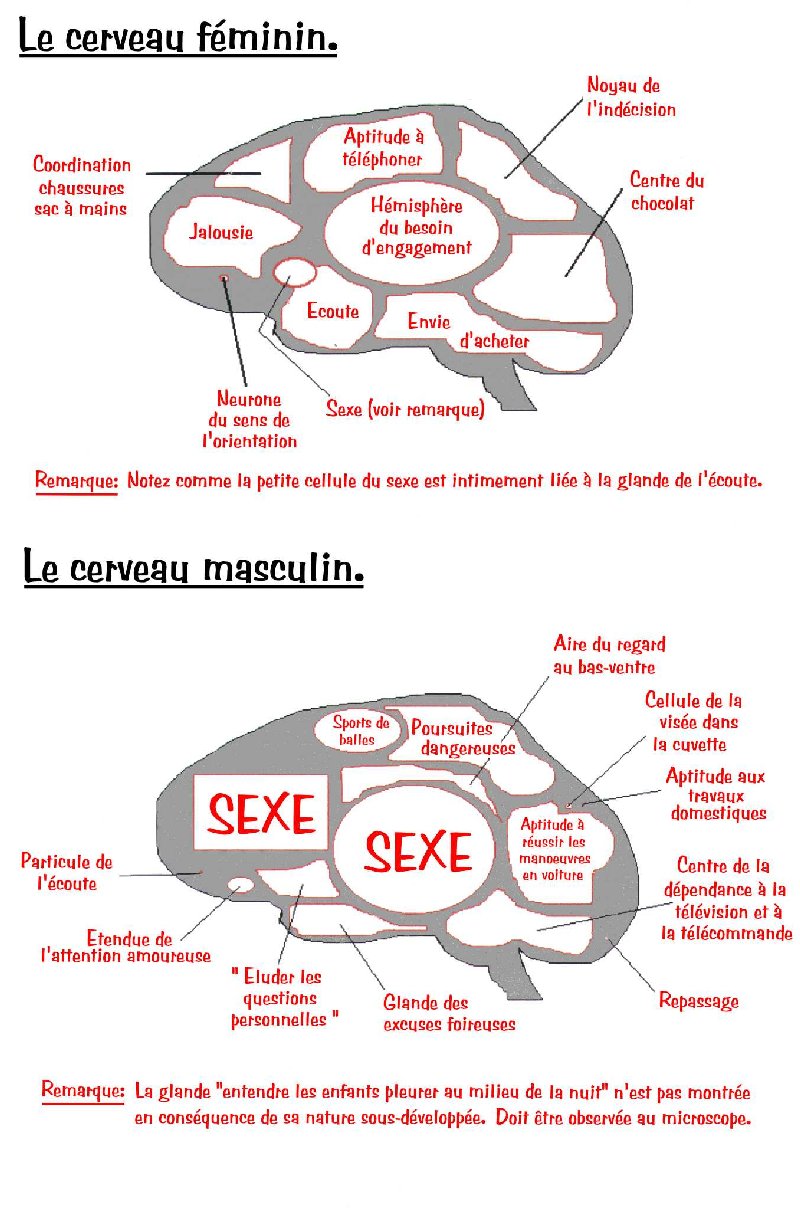 Blagues Sur Les Femmes - Page 2 Cerveau