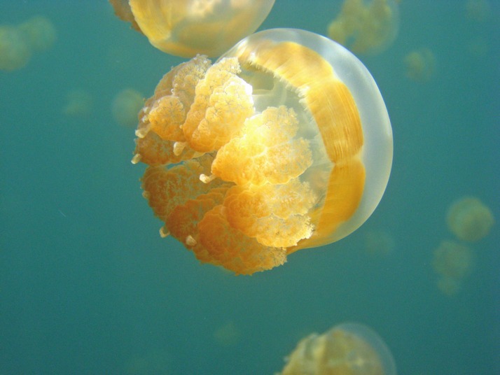  : Jellyfish Jellyfish-lake-7