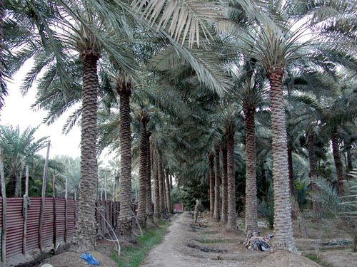 النخله  Palmtree-2