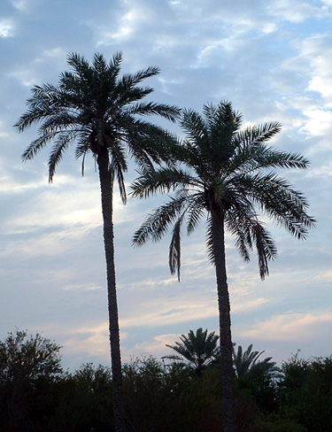 النخله  Palmtree-9