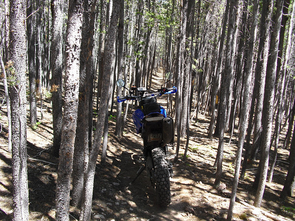 32" Tree Tunnel, 34" Bars CIMG2683-M