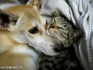 [NEKO CAFE] Tình yêu "nồng thắm" của 16 cặp chó mèo khiến ai cũng phải ghen tị D1-1475142722247