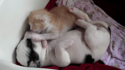 [NEKO CAFE] Tình yêu "nồng thắm" của 16 cặp chó mèo khiến ai cũng phải ghen tị D5-1475142722259