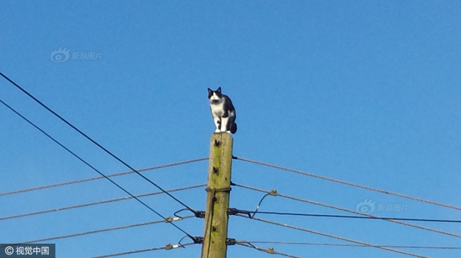 [NEKO CAFE] Anh: Ngắt điện cả khu vực để giải cứu chú mèo bị mắc kẹt trên cột điện suốt 24 tiếng đồng hồ 1-1485147886254