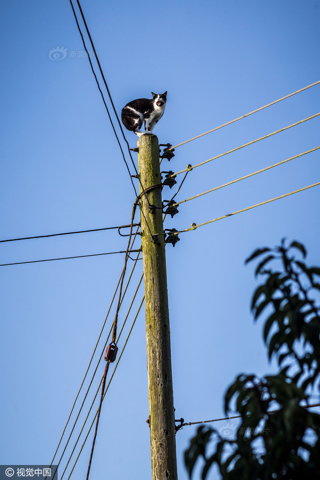[NEKO CAFE] Anh: Ngắt điện cả khu vực để giải cứu chú mèo bị mắc kẹt trên cột điện suốt 24 tiếng đồng hồ 2-1485147886256