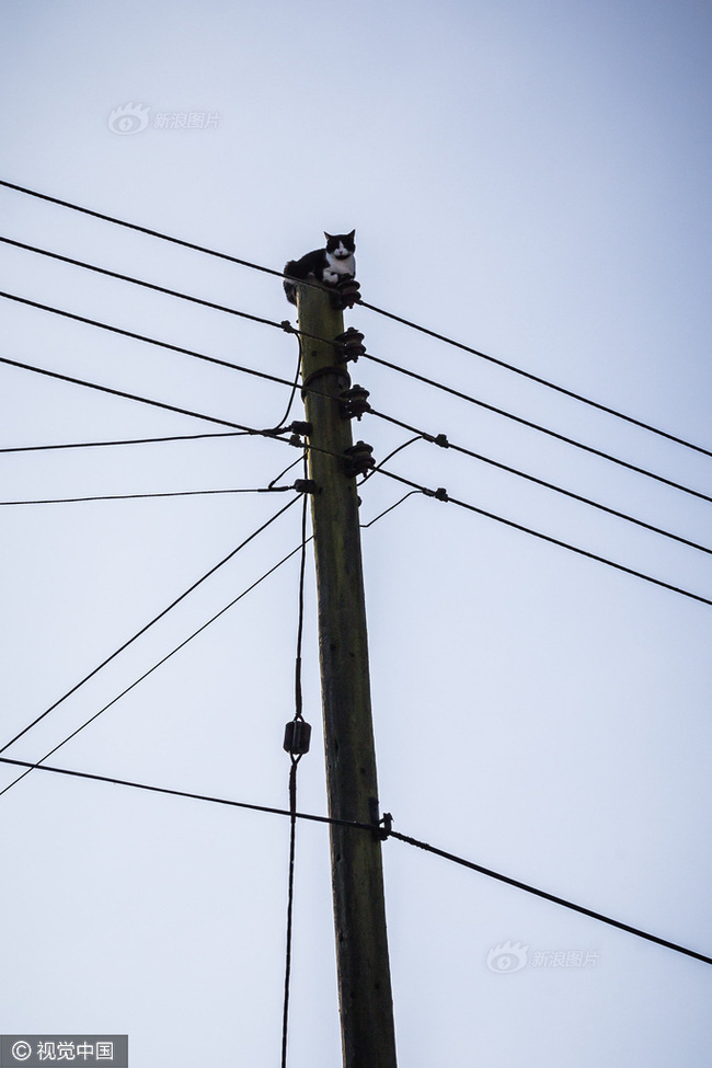 [NEKO CAFE] Anh: Ngắt điện cả khu vực để giải cứu chú mèo bị mắc kẹt trên cột điện suốt 24 tiếng đồng hồ 3-1485147886258