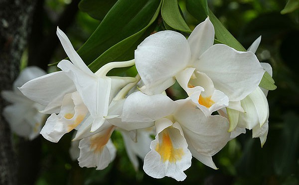  HOA GIEO TỨ TUYỆT - Page 32 Dendrobium-formosum_04-600x372