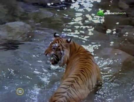 India: A tigris birodalma (India: Kingdom of the Tiger) 2002 TVRip XviD | data.hu 9r5e1ufh0z5nxe1ue2