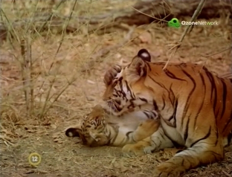 India: A tigris birodalma (India: Kingdom of the Tiger) 2002 TVRip XviD | data.hu Sxdzwm25dto52ovrl5