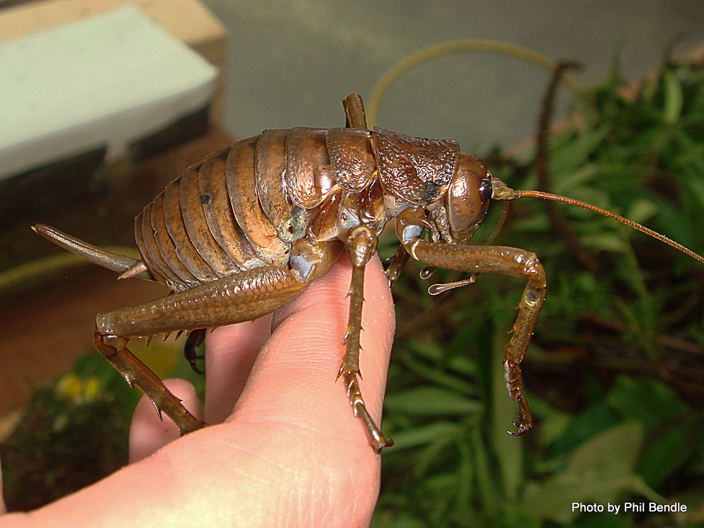 Giant Tree Grub Mahoenui_Giant_Weta__Deinacrida_mahoenui