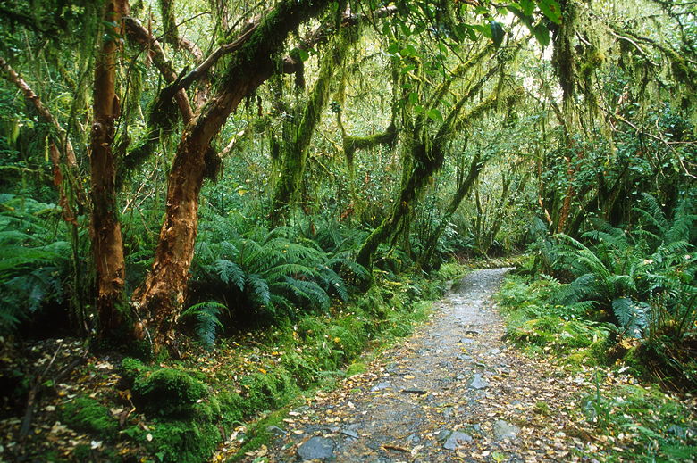 Hanging Moss Trees