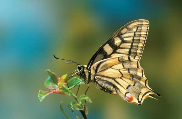 Leptiri  Swallowtail-butterfly-macro-image