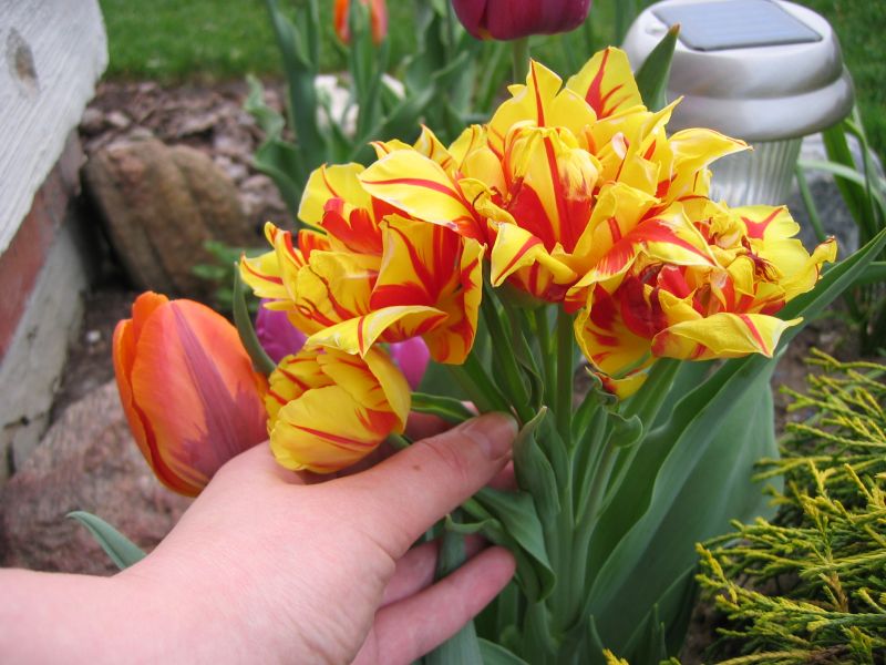 Cvijeće oko kuće  - Page 4 Tulipany_8570