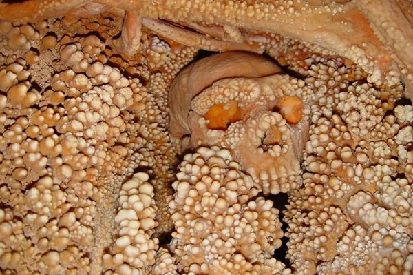 Bộ xương hóa thạch lâu đời tự mọc hàng nghìn "chiếc răng" Khao_co_1