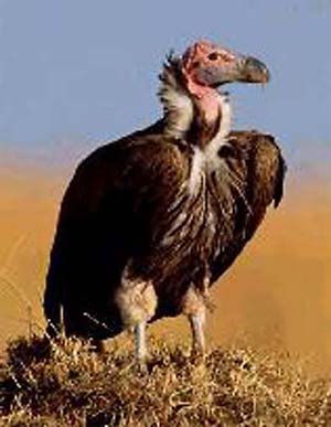 Salutation Vulture