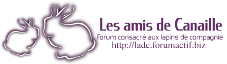 La bannière du forum Btransp