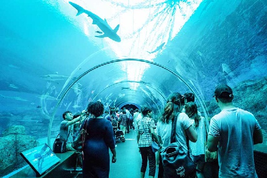 Kinh nghiệm du lịch S.E.A. Aquarium   Gia-ve-sea-aquarium-singapore-thuy-cung-lon-nhat-the-gioi-1