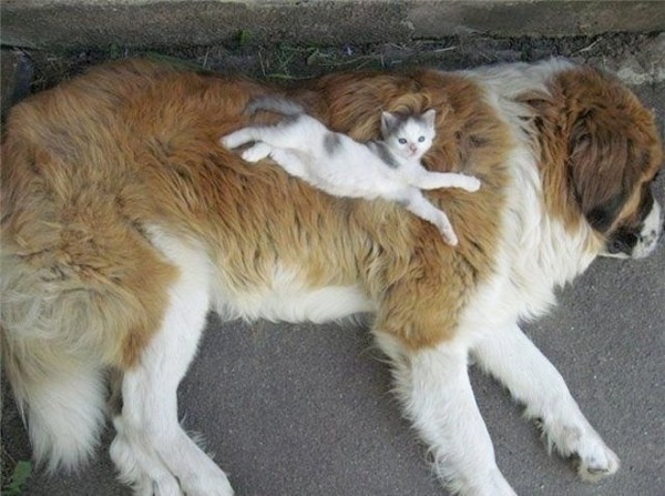 This is priceless Cat-sleeping-dog-600x447