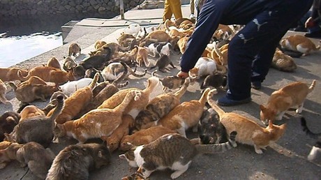 Tashirijima: La Isla de los Gatos Gatos-aoshima_big