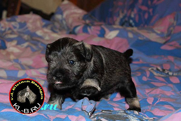 female puppy of miniature schnauzer p/s 1371458601