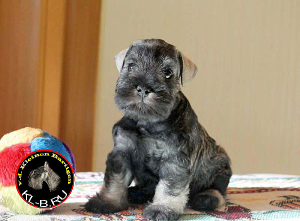 female puppy of miniature schnauzer p/s 1371582173