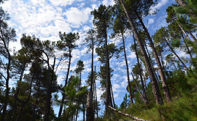 promenons nous dans les bois  - Page 2 4576